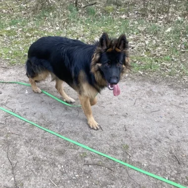 Hondentraining in Pelt 18